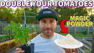 This Magic White Powder Will DOUBLE Your Tomato Harvest