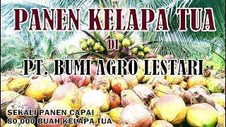 PANEN KELAPA TUA DI PT. BUMI AGRO LESTARI - PENITI LUAR #PITSPROFESIONAL