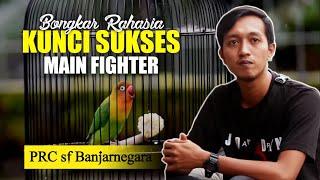 RAHASIA KUNCI MAIN LOVEBIRD FIGHTER YANG WAJIB DI PAHAMI - BERSAMA ADY &IRFAN PRC SF BANJARNEGARA