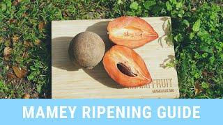 Mamey Sapote Ripening Guide