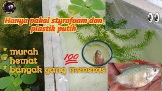 Panduan lengkap budidaya dan pemijahan ikan sepat hias dahlia ralis di styrofoam hingga menetas