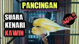 Pancingan Suara Kenari Kawin AMPUH