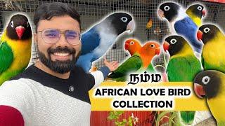 நம்ம African Love Bird Collection  Rare Collection  Opaline  Wild Mask  Collar Mask