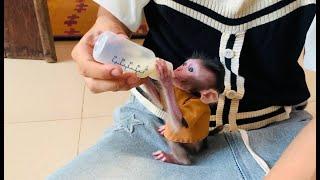 Baby Mnkey koi seem drinking formula milk on mom’s lap vry well