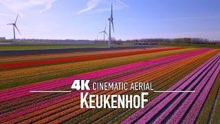 KEUKENHOF  AMSTERDAM Drone 4K Worlds largest Tulip Fields 2024