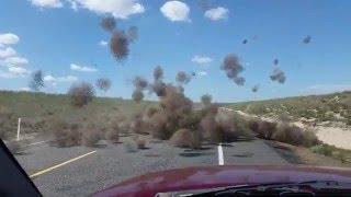 Tumbleweed Dust Devil