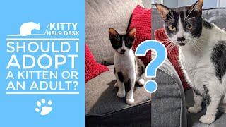 Should I Adopt a Kitten or an Adult Cat?