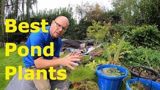 Best Pond Plants For Sale The time to buy aquatic plants