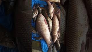 Freshwater Fishes from Loktak Lake. #india #manipur #trendingshorts #trending #trendingvideo #short