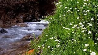 Forest stream. The source The sound of the stream The noise of the stream The sounds of nature.