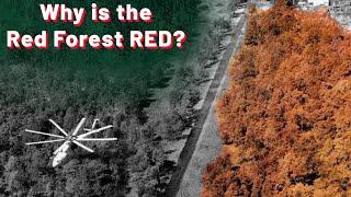 The forest that changed & died forever - Red Forest in Chernobyl Exclusion Zone  PART 1