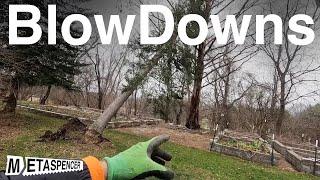 Climbing Righting and Bucking BLOWDOWNS -- Solo Tree Work from Climbing to Cleanup