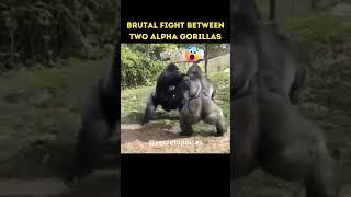 Epic Battle Gorilla Fights Gorilla #shorts
