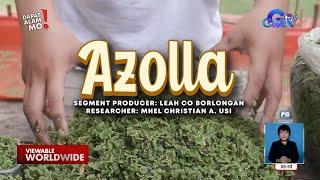 ‘Azolla’ bakit healthy food para sa farm animals?  Dapat Alam Mo