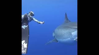 Believed to be the biggest great white shark ever recorded near the island of Oahu Hawaii