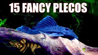 Pleco Panache Discover 15 Unique Pleco Fish Types