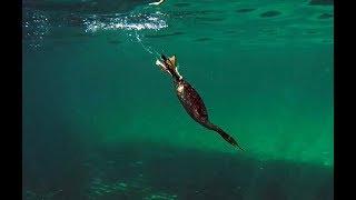 Shag hunting fish Cormorant