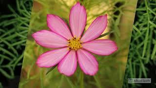 Pink Cosmos Flower Blooming