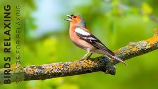 Beautiful Birds Singing - Birds Sound for Reduce Stress Anxiety & Depression Relaxing