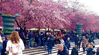 Cherry Blossom Kungsträdgården Stockholm