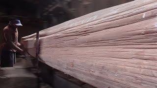 Sawmill process of the most expensive log in indonesia