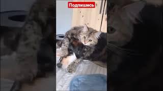 смешные кошки и собаки