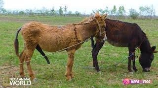 Murrah and donkeys groom each other