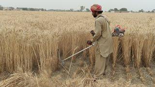 Wheat Cutting Machine Brush cutter wheat cutting