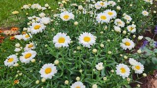 Plant Spotlight Shasta Daisy. One of the most reliable  perennials in my GA zone 8a garden.
