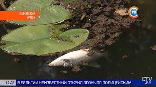 Мор рыбы из Красной книги в Ошмянском районе. Виноват крахмальный завод?