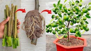 Video summarizing how to propagate fruit trees with unique simple branches at home and save money