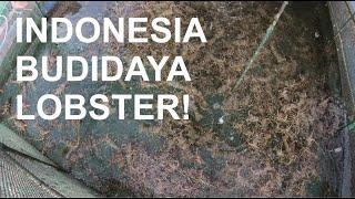 Budidaya Lobster bersama Aquatec  Lobster Farming with Aquatec