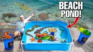 SALTWATER BEACH POND With SEA CREATURES Found In Beach Rocks