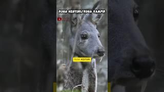 Rusa Kesturi sang vampir #shortvideo #faktaunik #feedshorts #fakta #animals