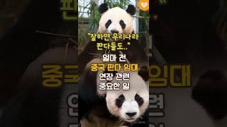 “잘하면 아이바오 러바오도..?” 얼마 전 중국 판다 임대 연장과 관련 중요한 일 #shorts #아이바오 #러바오