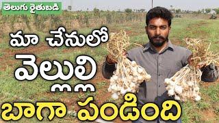 అరెకరంలో 7 క్వింటాళ్ల వెల్లుల్లి  Garlic Farming  తెలుగు రైతుబడి