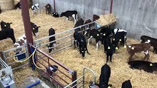 100 Spring born dairy Calves for sale