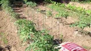 How to Feed Your Tomato Plants