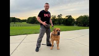 Live Dog Training with BoerBoel