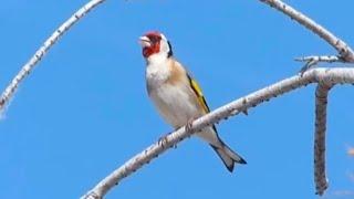 Wild goldfinch in nature Amazing singing 