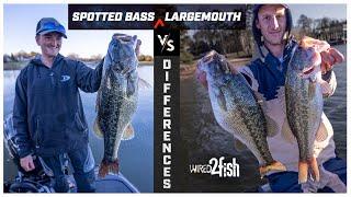 Spotted Bass vs Largemouth  4 Key Differences