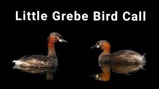 Little Grebe Bird Call Bird Sound Bird Hunting Sound