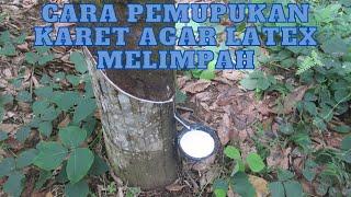 PEMUPUKAN TANAMAN KARET