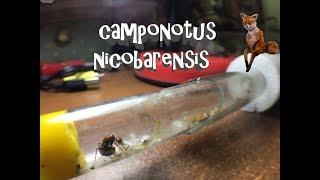 Переселение camponotus nicobarensis ▶️ НОВАЯ КОЛОНИЯ