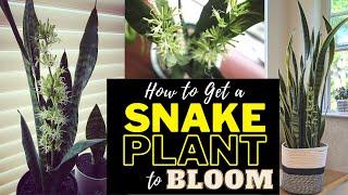 How to Get a Snake Plant to Bloom Highly Fragrant & Rare