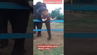 My trip to Coorg madikeri Harangi elephant campelephant சின்ன வயசுல elephant வீட்டுல வளர்க்க ஆசை 