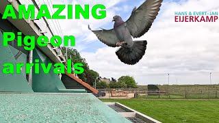 AMAZING  pigeon Arrivals from 163km