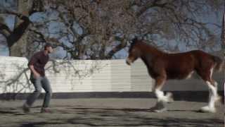 HD Clydesdales 2013 Budweiser Super Bowl Ad — Extended Version of Brotherhood