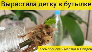 ВЫРОСЛА ДЕТКА ОРХИДЕИ НА СРЕЗАННОМ ЦВЕТОНОСЕ В БУТЫЛКЕ  Весь эксперимент в одном видео