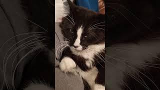 MY WHINING CAT Chior #catlover #catshorts #cats #cat #catvideos